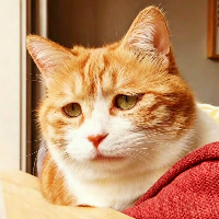 PoorCat